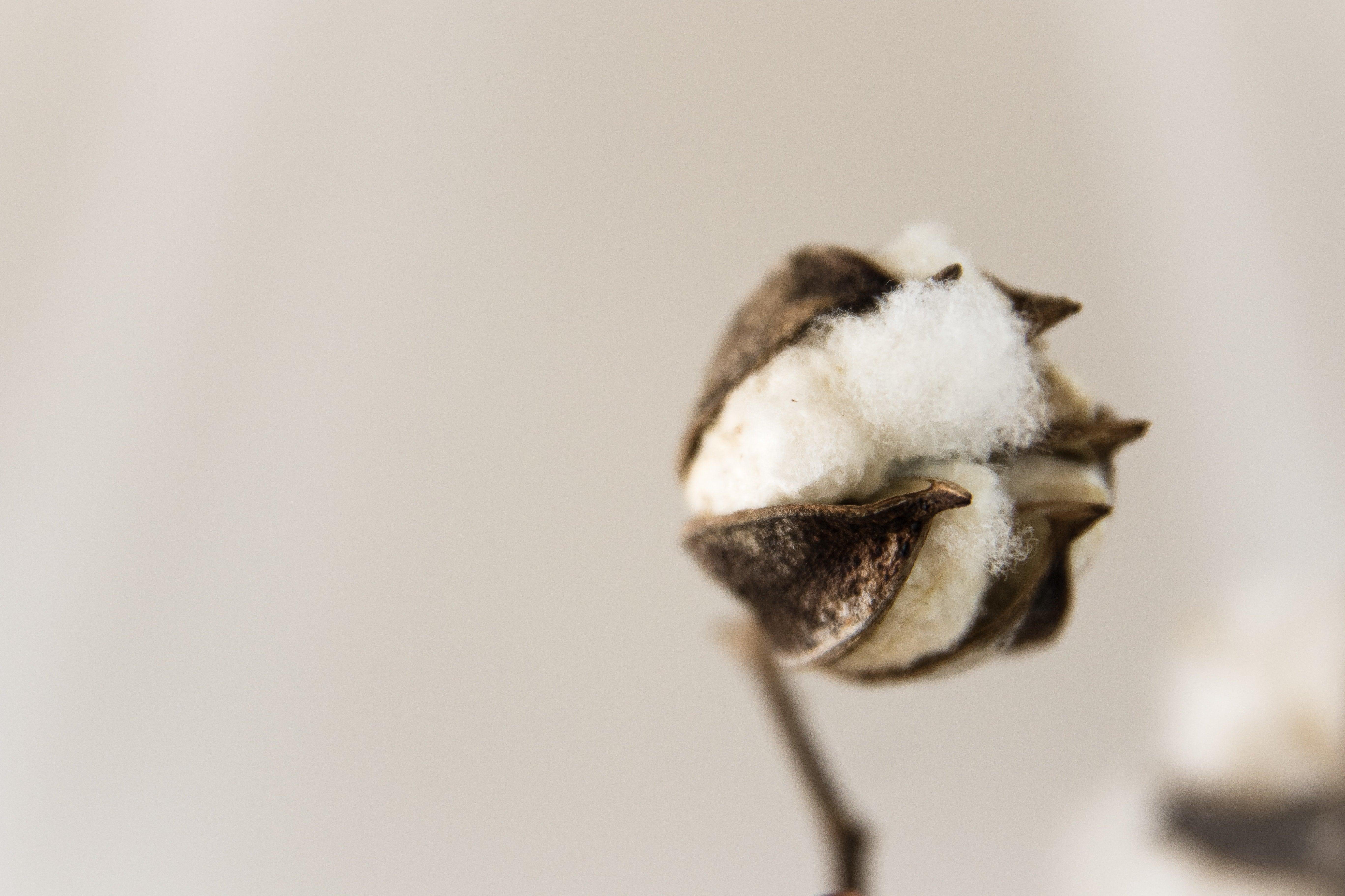 Cotton Bras vs. Synthetic Bras: Why Natural Fibres Reign Supreme