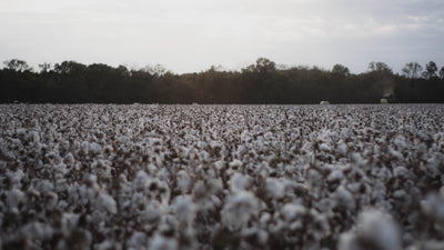 What Is Organic Pima Cotton & Why Is It A Big Deal?